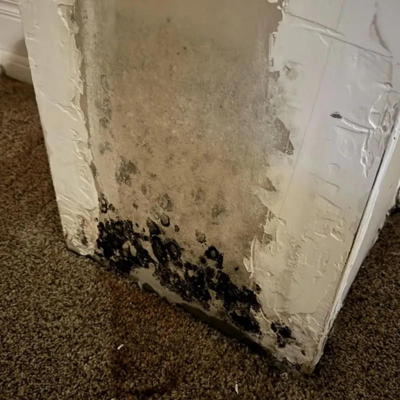 Professional Mold Removal in Corson County, SD